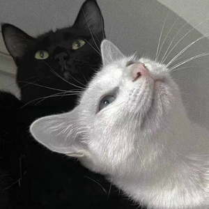 欧美日韩精品一区二区三区视频播放
